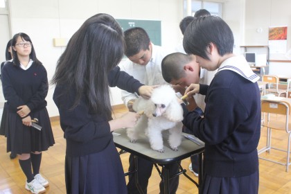 動物系【愛犬美容看護専門学校】